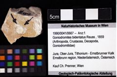 Foto (Objket + Etiketten) von Goniodromites bidentatus (Reuss, 1859) 